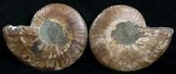 Beautiful Inch Cut and Polished Ammonite Pair #6187-1